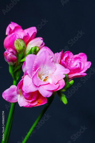 Spring flowering pink flowers isolated on black background © sichkarenko_com