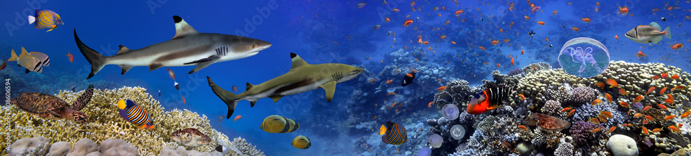Naklejka premium Panorama gatunków morskich