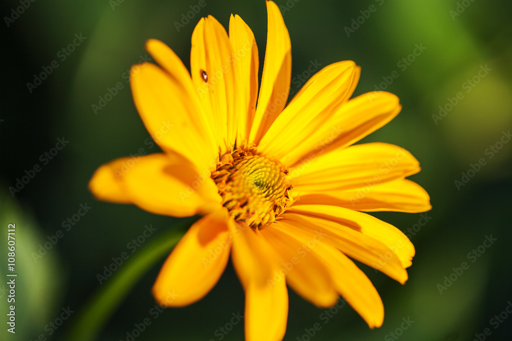 Close up of beautiful yellow gerbera flower on background green garden Close up of beautiful yellow gerbera flower on background green garden