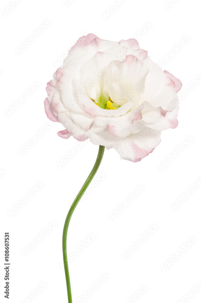 Beauty light pink flower isolated on white. Eustoma