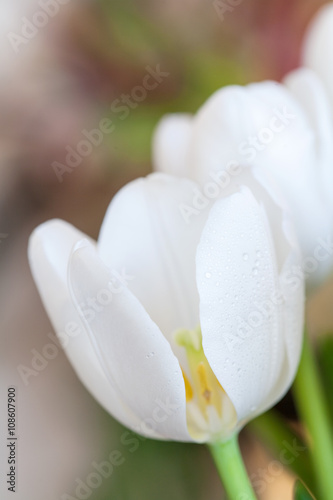 Spring bouquet of white tulips over background garden, 
