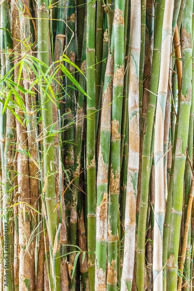 Obraz premium Group of bamboo tree and leaf.