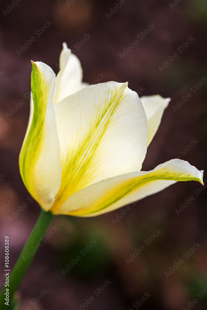 Obraz premium Delicate white with yellow tulip against green garden background. 