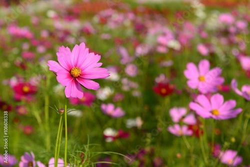 Cosmos flower  Cosmos Bipinnatus  with blurred background. Cosmos flowers blooming in Korat garden  Thailand