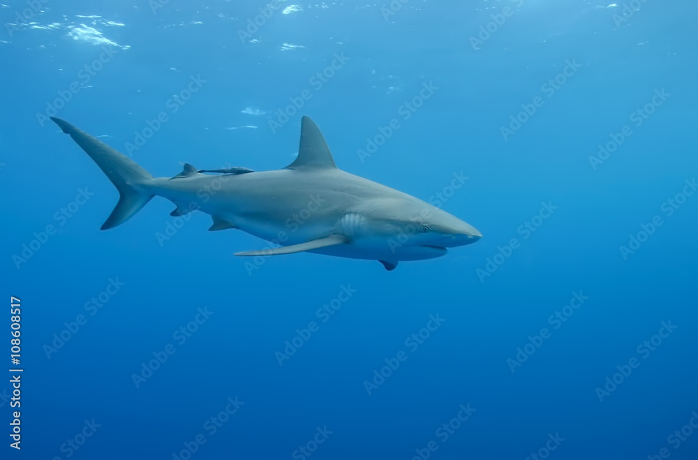 Naklejka premium White Shark underwater Cuba caribbean sea