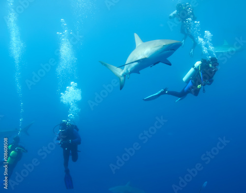 with divers White Shark underwater Cuba caribbean sea