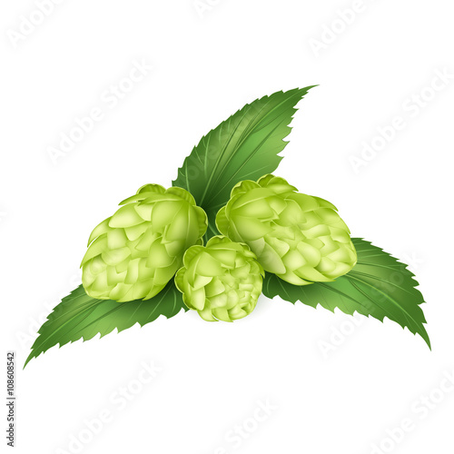 hops, humulus lupulus, realistic vector illustration