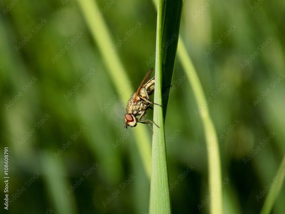 Naklejka premium Fly on grass blade