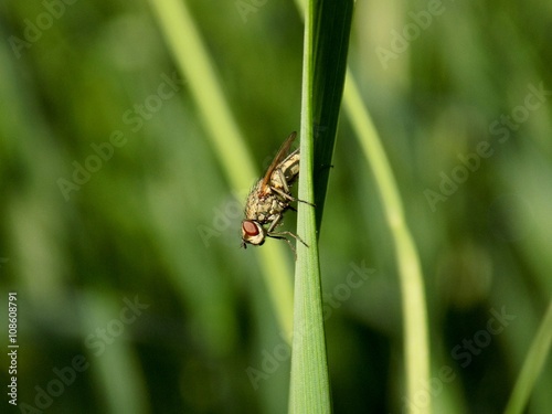 Fly on grass blade