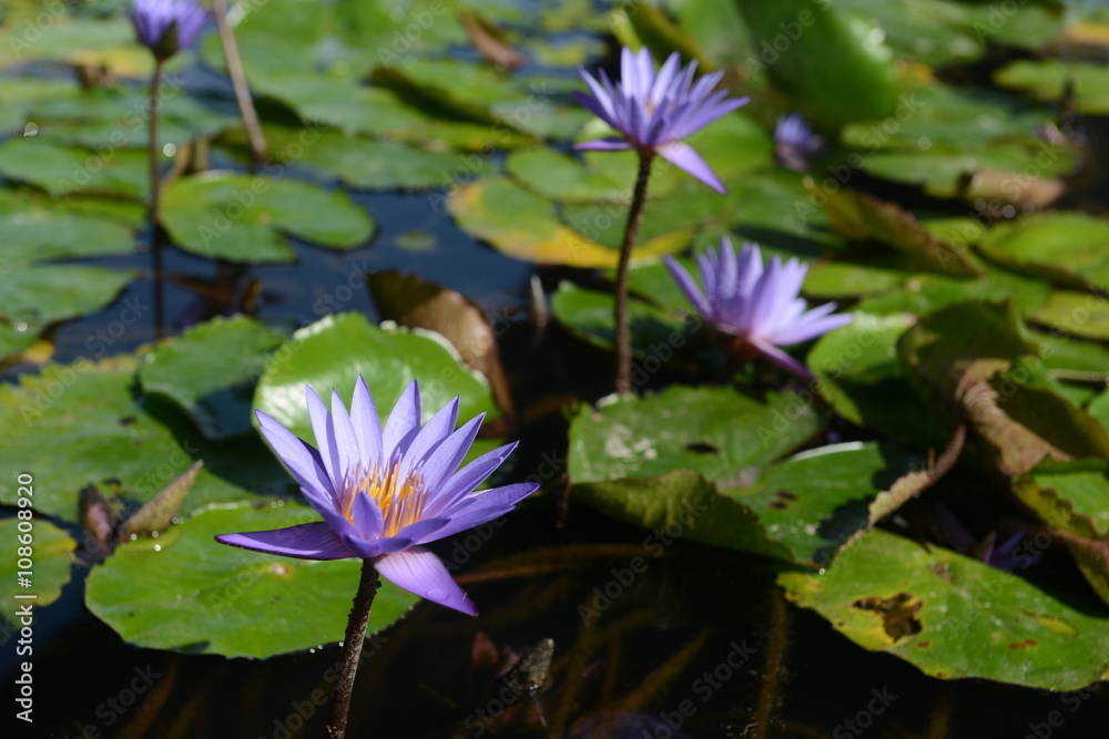 Purple lotus blossom in Summer Thailand Purple lotus blossom in Summer Thailand