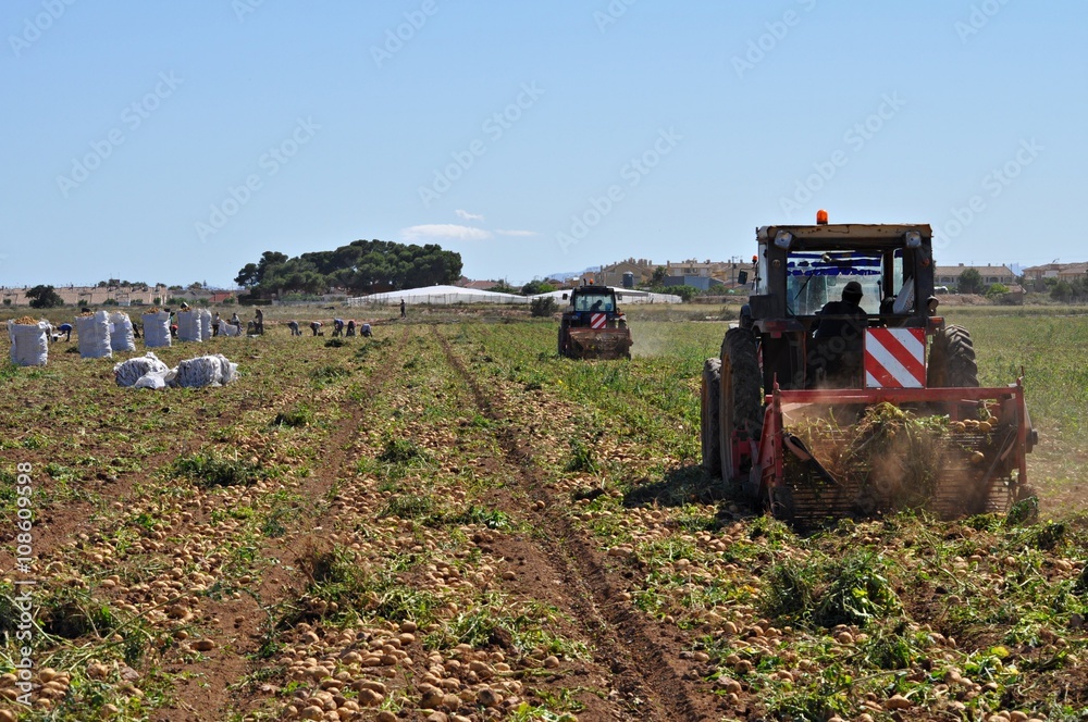 Obraz premium Recolección de patatas