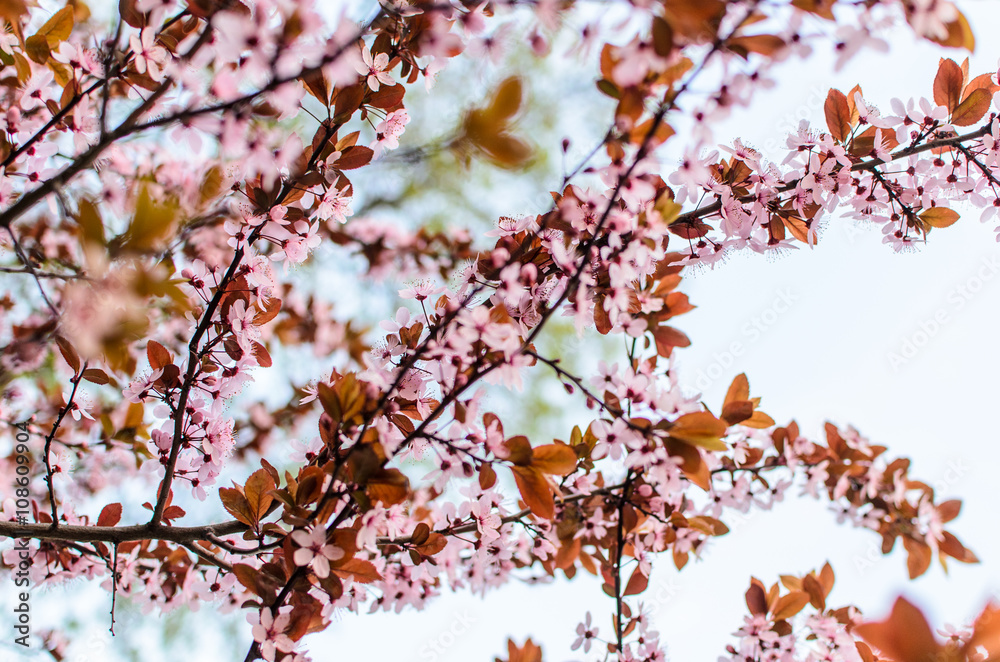 Start of spring: flowering tree, blossoming tree, clear sky Start of spring: flowering tree, blossoming tree, clear sky