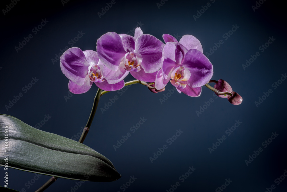 Naklejka premium Pink orchid on the dark background