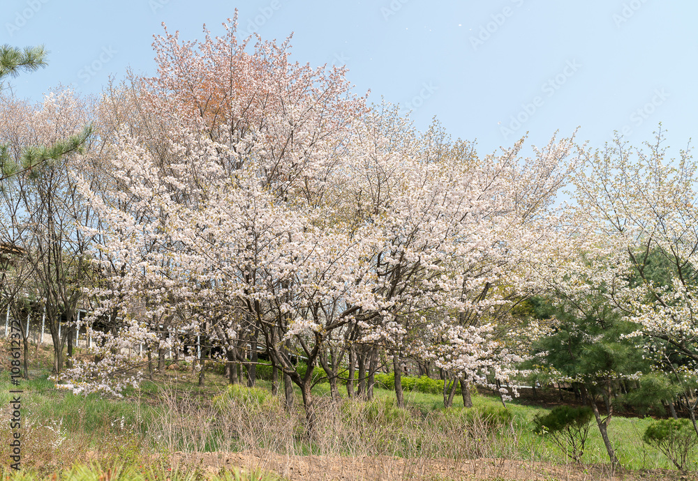 sakura tree
sakura tree