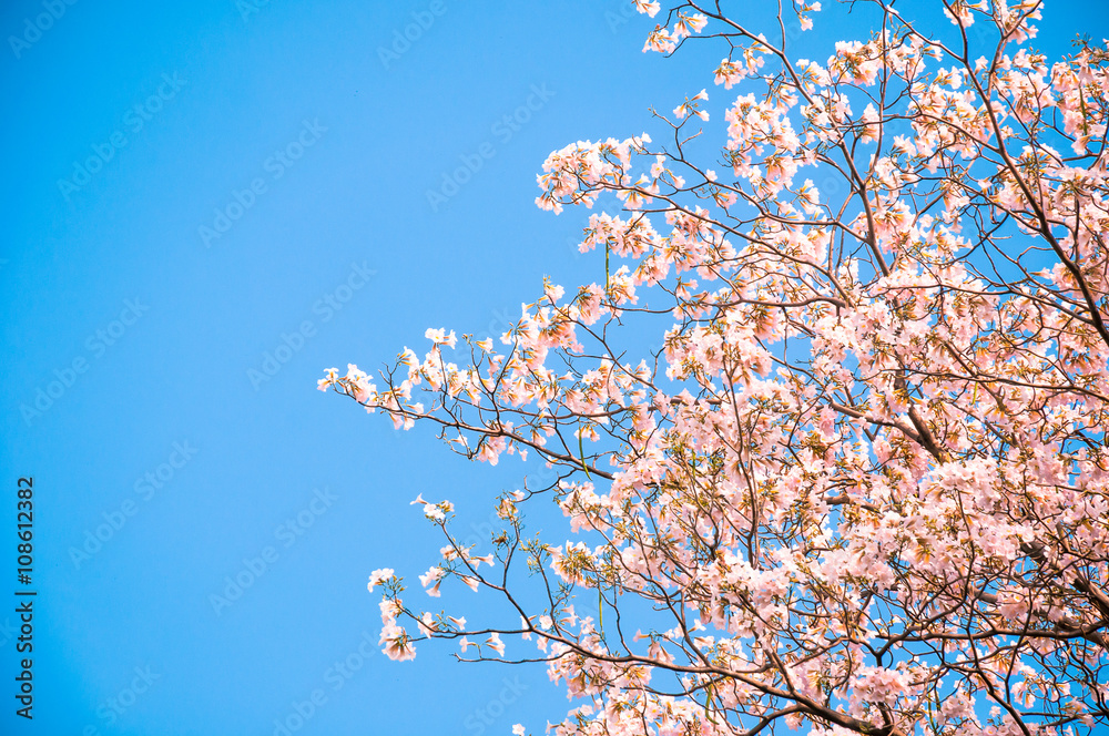 Pink trumpet Flower (Tebebuia) blooming, Tabebuia rosea with blue sky