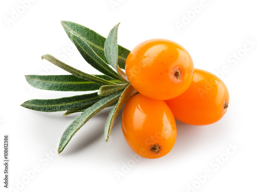 Sea buckthorn isolated on the white. With clipping path. photo