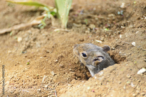 Squirrel appears from a hole in the ground.