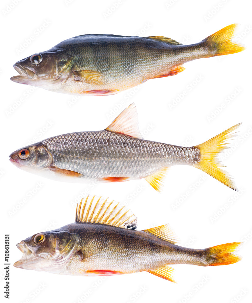 set of three frashwater fishes isolated on white set of three frashwater fishes isolated on white