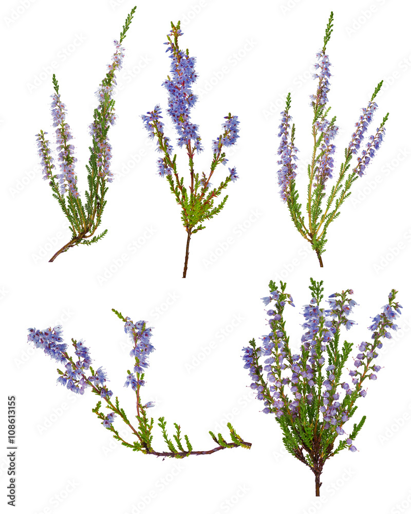 set of five blue blossoming heather branches - obrazy, fototapety, plakaty 