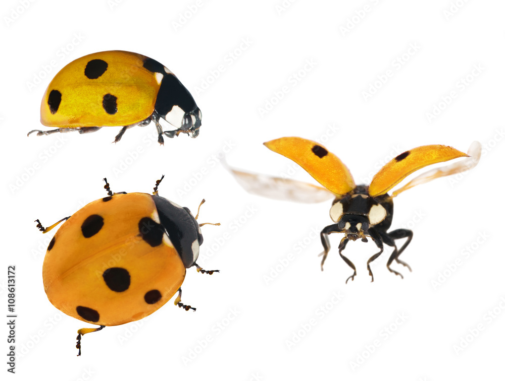 Naklejka premium set of three yellow ladybugs isolated on white