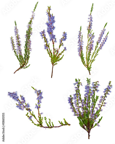 set of five blue blossoming heather branches