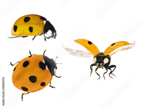 set of three yellow ladybugs isolated on white