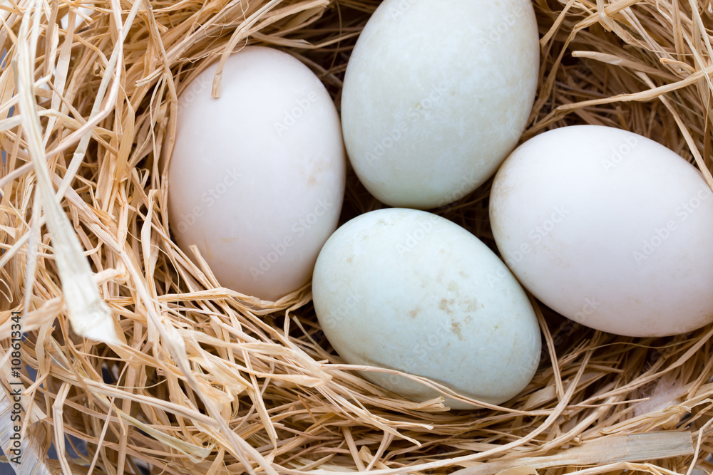 Duck eggs nest, spring Easter symbol.