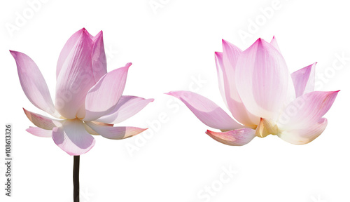 Obraz na plátně pink lotus waterlily