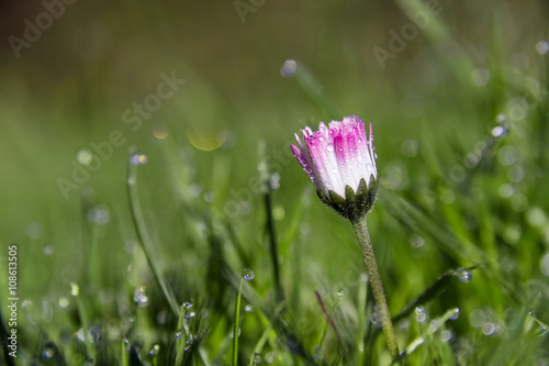 Fototapeta Naklejka Na Ścianę i Meble -  Gänseblümchen im Morgentau