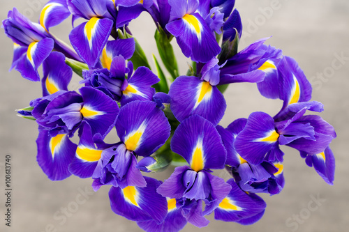 Iris flower on the gray background.