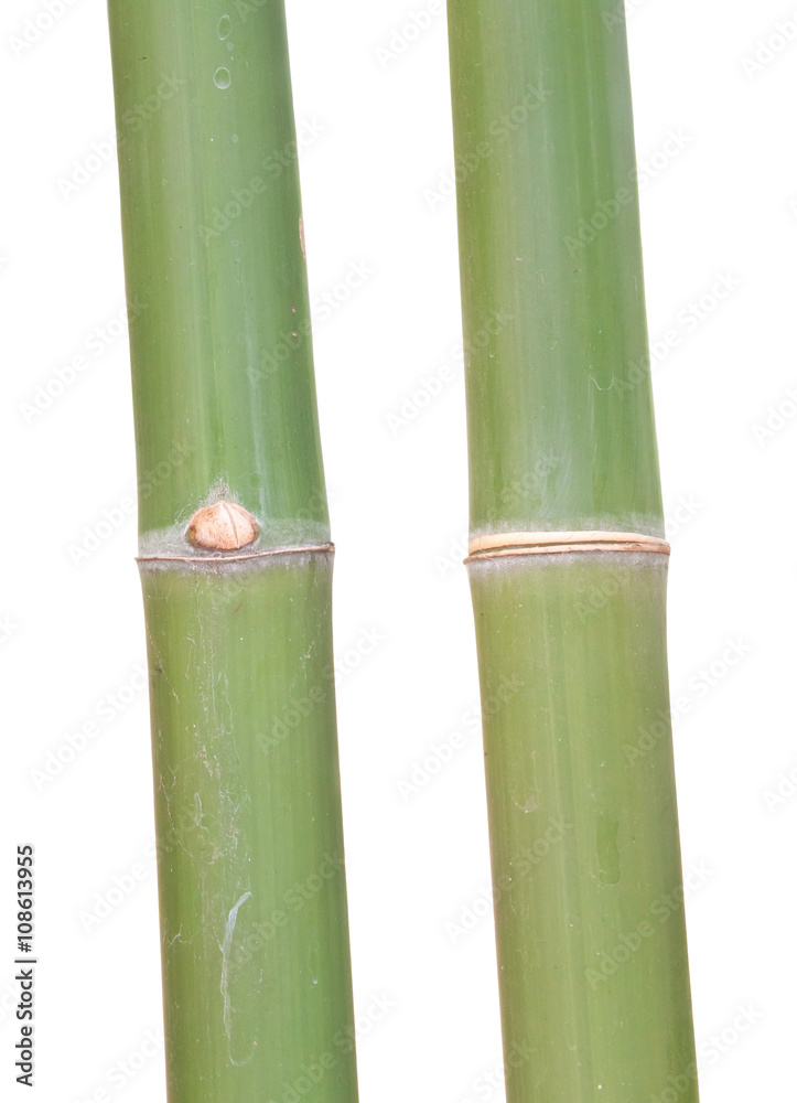 Fototapeta premium Closeup of green bamboo joint clipping on white background