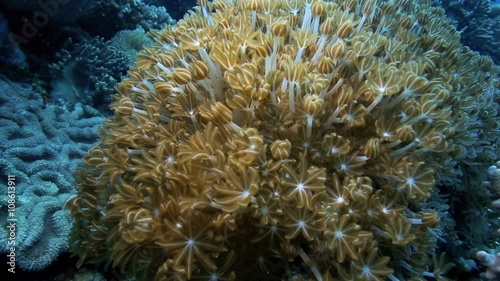 Underwater world, pulsating soft coral xenia photo