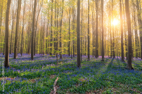 hallerbos wald in Belgien