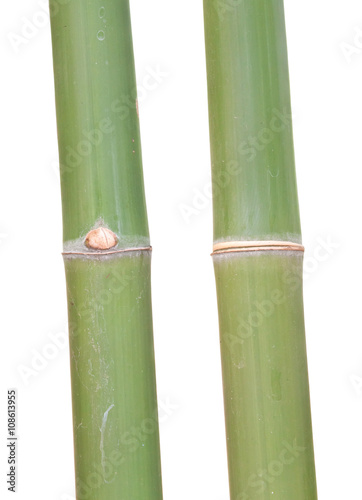 Closeup of green bamboo joint clipping on white background