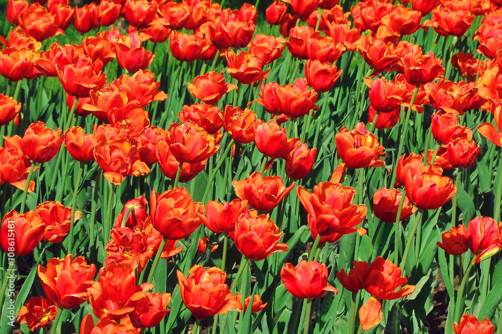 These flowers grow on Russian fields and parks