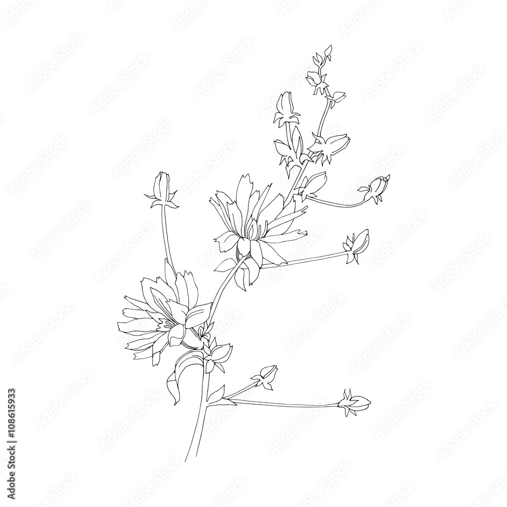 Chicory flowers. Hand drawn vector Illustration.