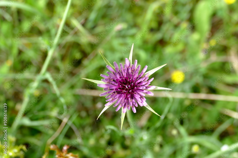 Distel Distel