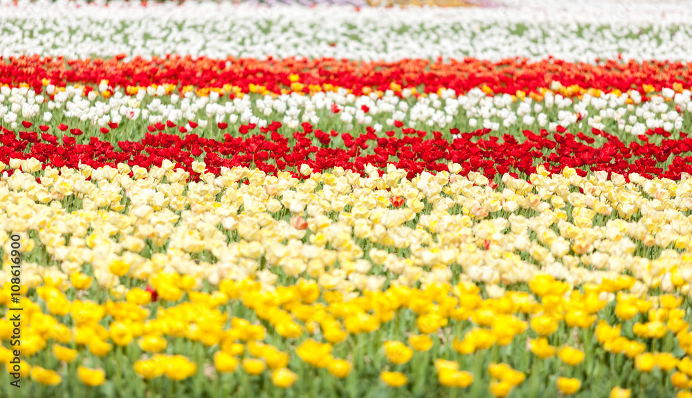 Rows of tulips of different colors in a field