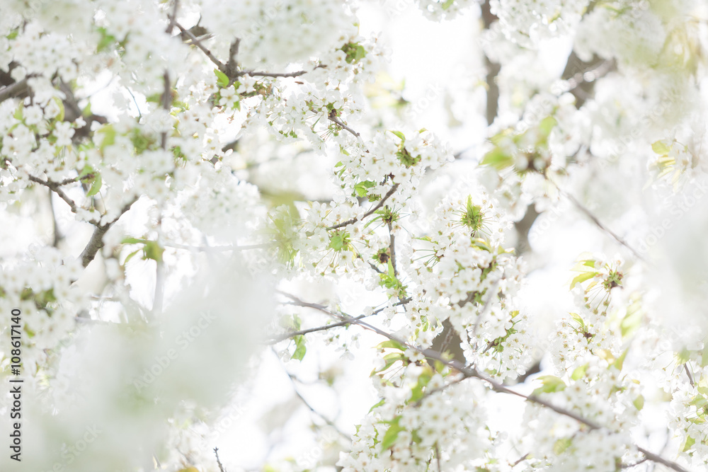 Naklejka premium Blooming trees in spring in outside image