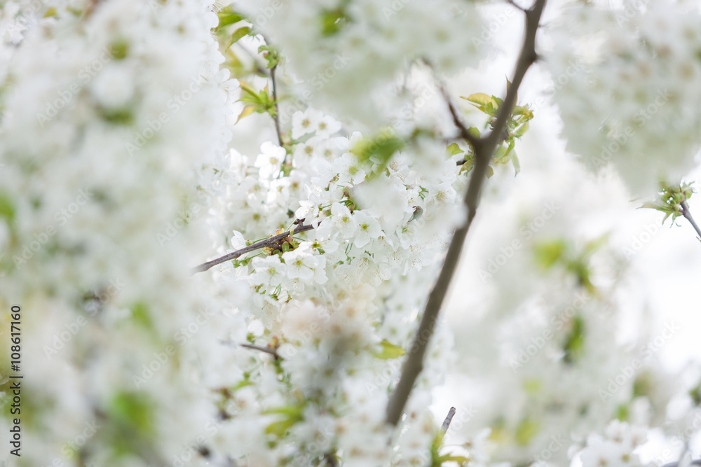 Blooming trees in spring in outside image Blooming trees in spring in outside image