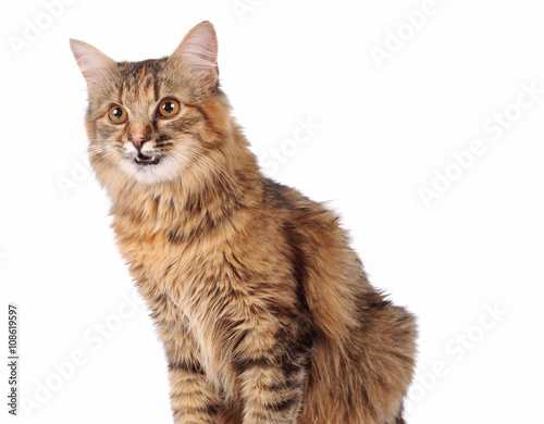 cat isolated over white background