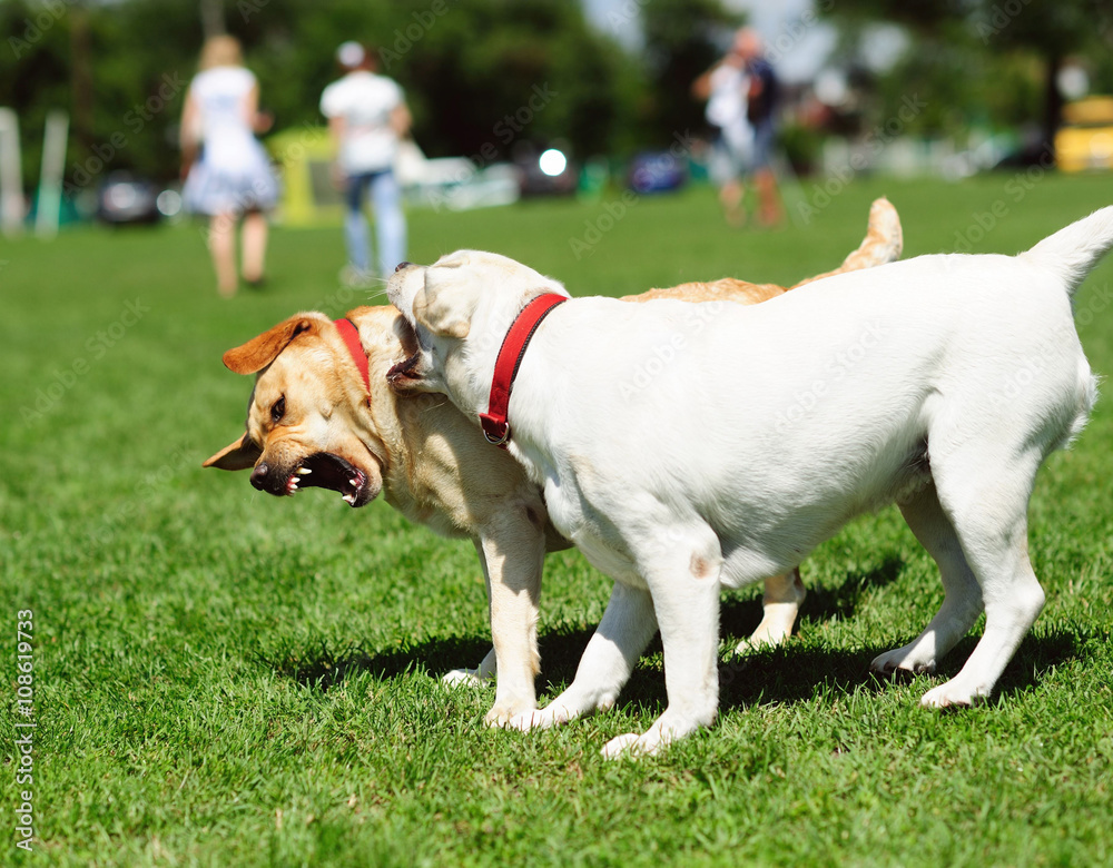 playfull dogs on green grass