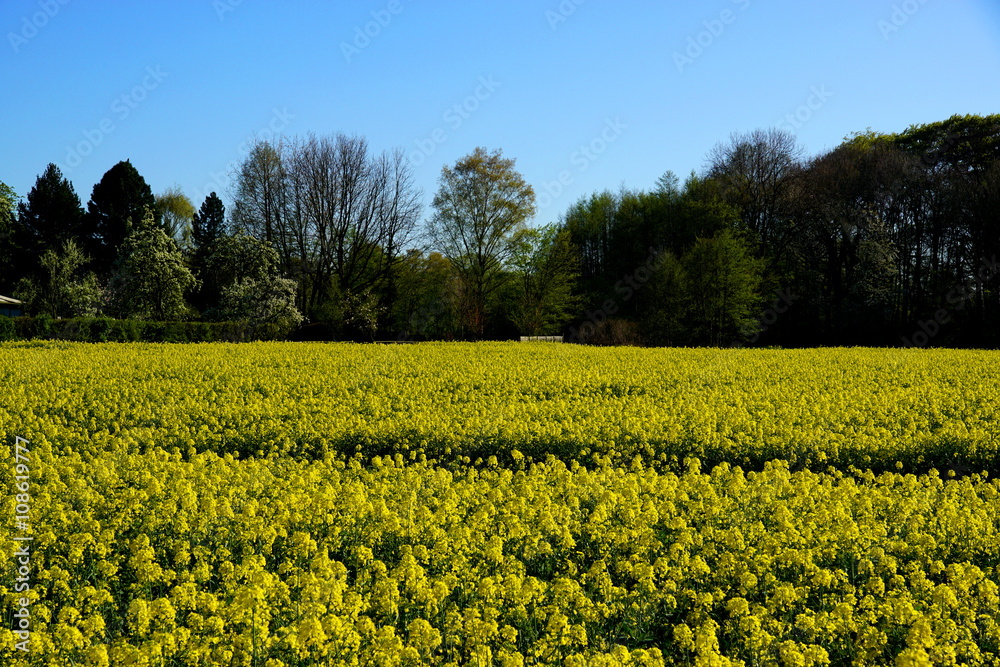Obraz premium Landschaft in Frühling