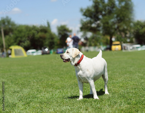 dog on green grass