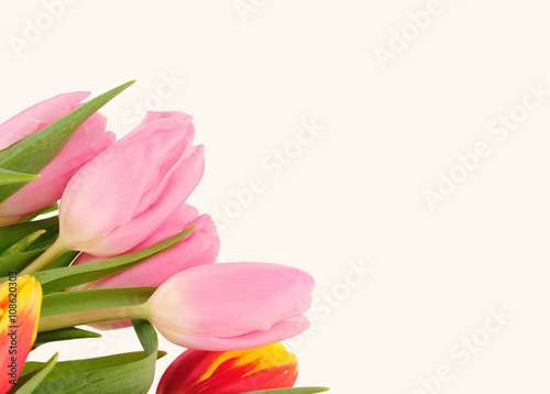Fototapeta Naklejka Na Ścianę i Meble -  Beautiful bouquet of tulips on a white background