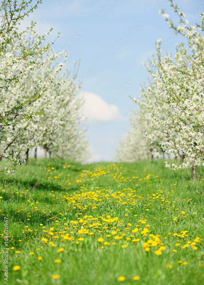 Obraz premium blooming garden with white bloom