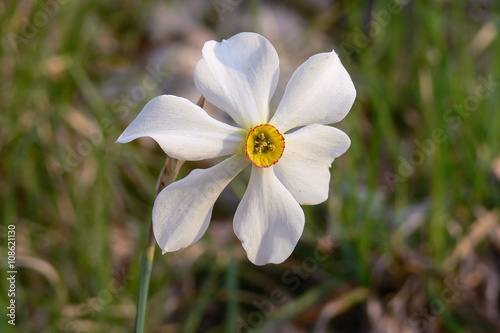narciso dei poeti (Narcissus poeticus) - fiore