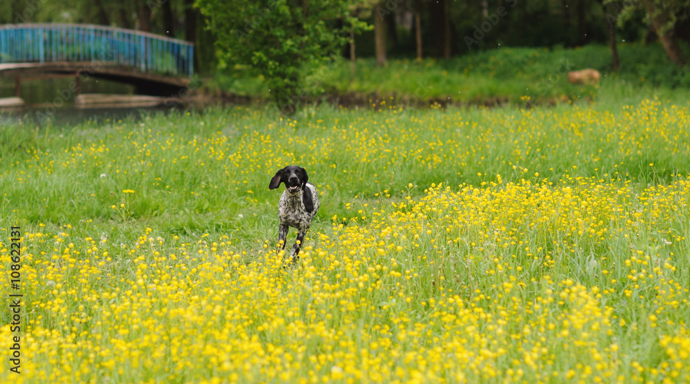 Fototapeta premium Happy dog running through a meadow with buttercups