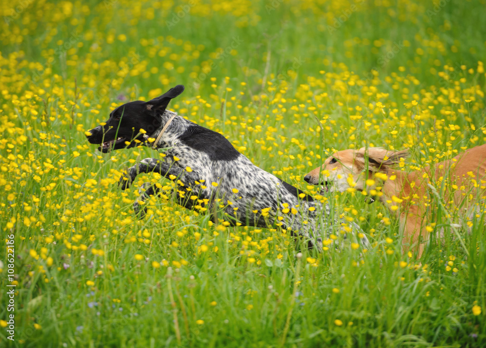 Happy dogs running through a meadow with buttercups Happy dogs running through a meadow with buttercups