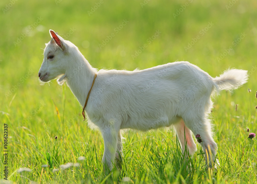 goatling goatling
